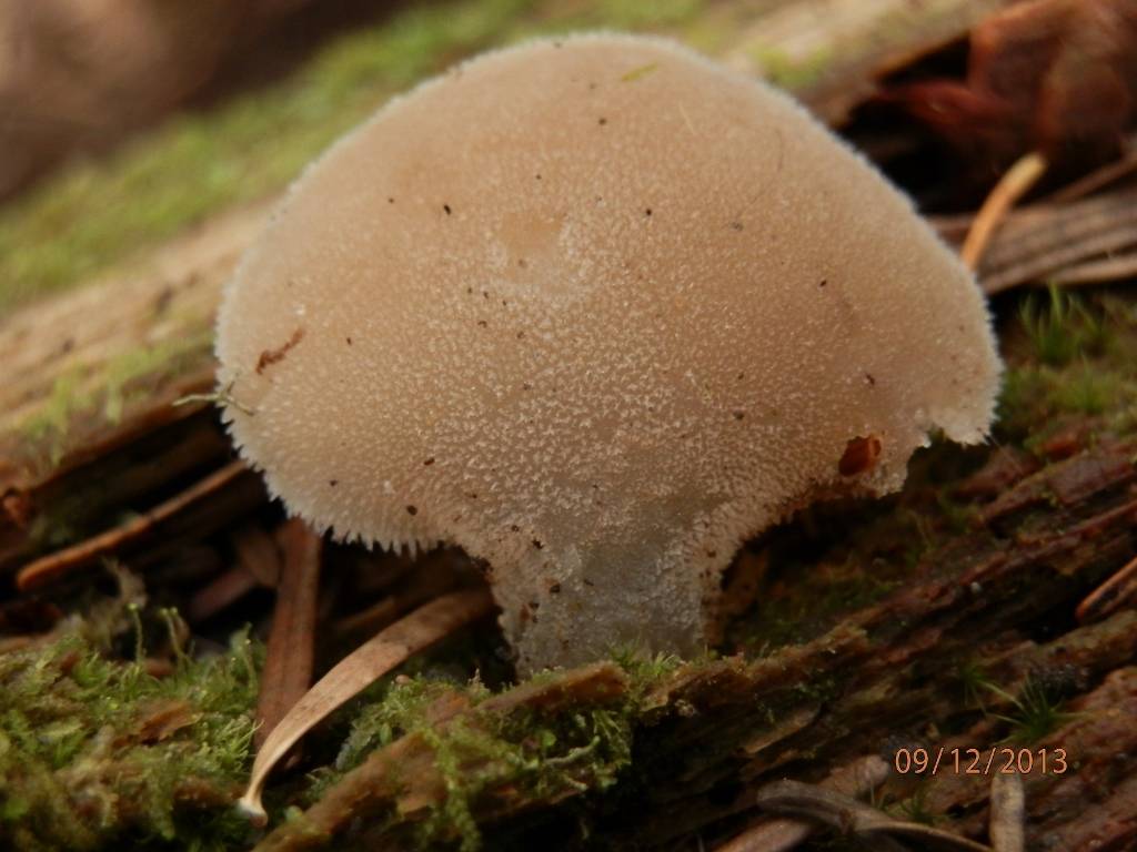 Observation mo-145297, Pseudohydnum gelatinosum
