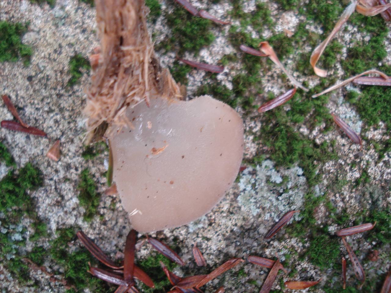 Observation mo-145646, Pseudohydnum gelatinosum