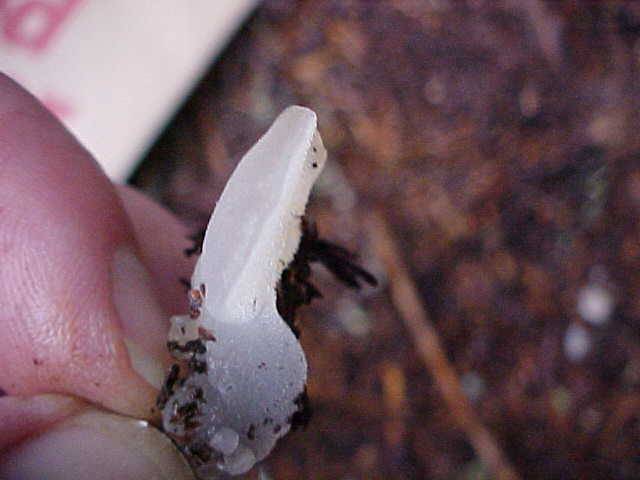 Observation mo-147106, Pseudohydnum gelatinosum