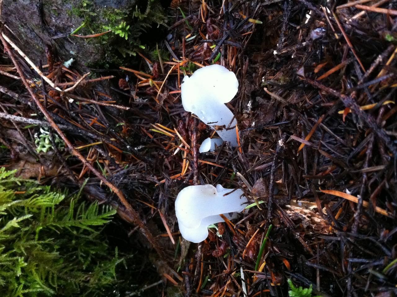 Observation mo-147128, Pseudohydnum gelatinosum