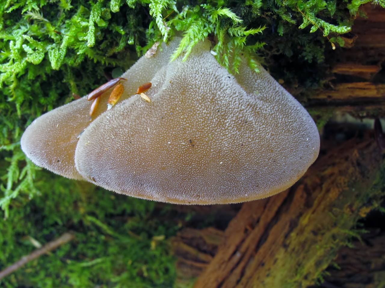Observation mo-148421, Pseudohydnum gelatinosum