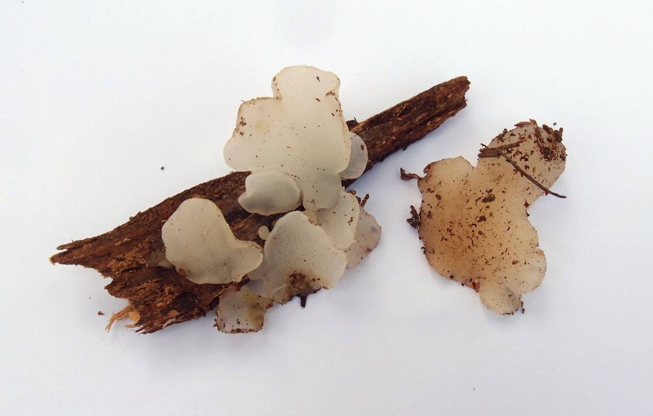 Observation mo-148428, Pseudohydnum gelatinosum