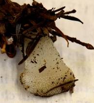 Observation mo-150271, Pseudohydnum gelatinosum