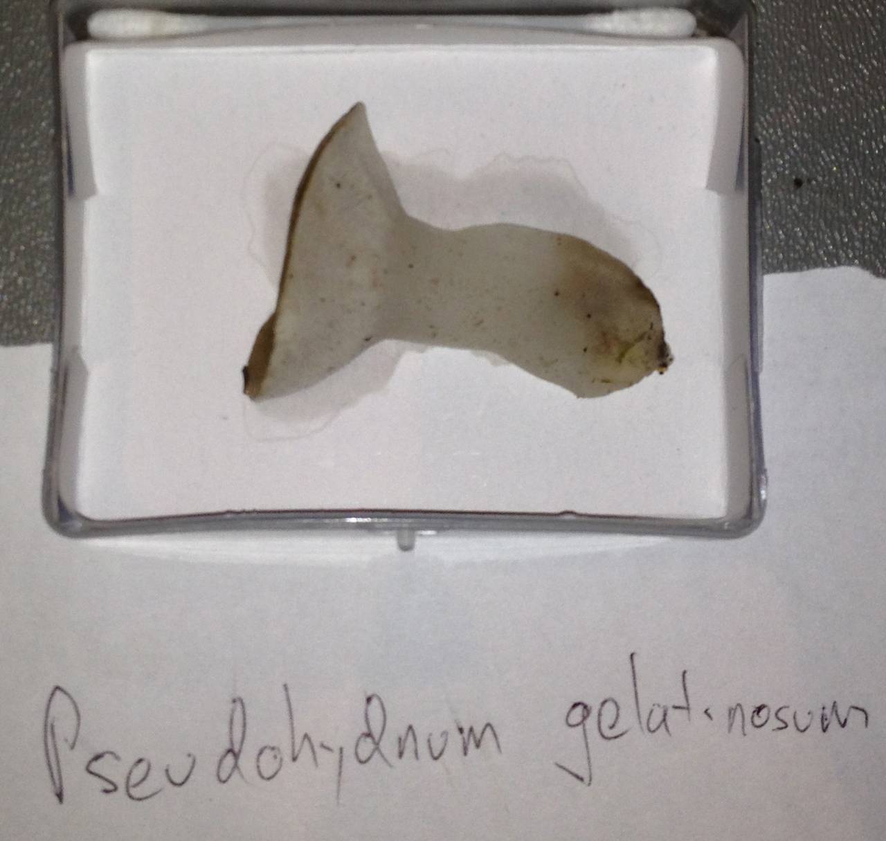 Observation mo-153746, Pseudohydnum gelatinosum