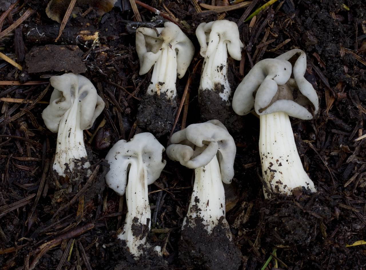 Observation mo-154075, Helvella maculata