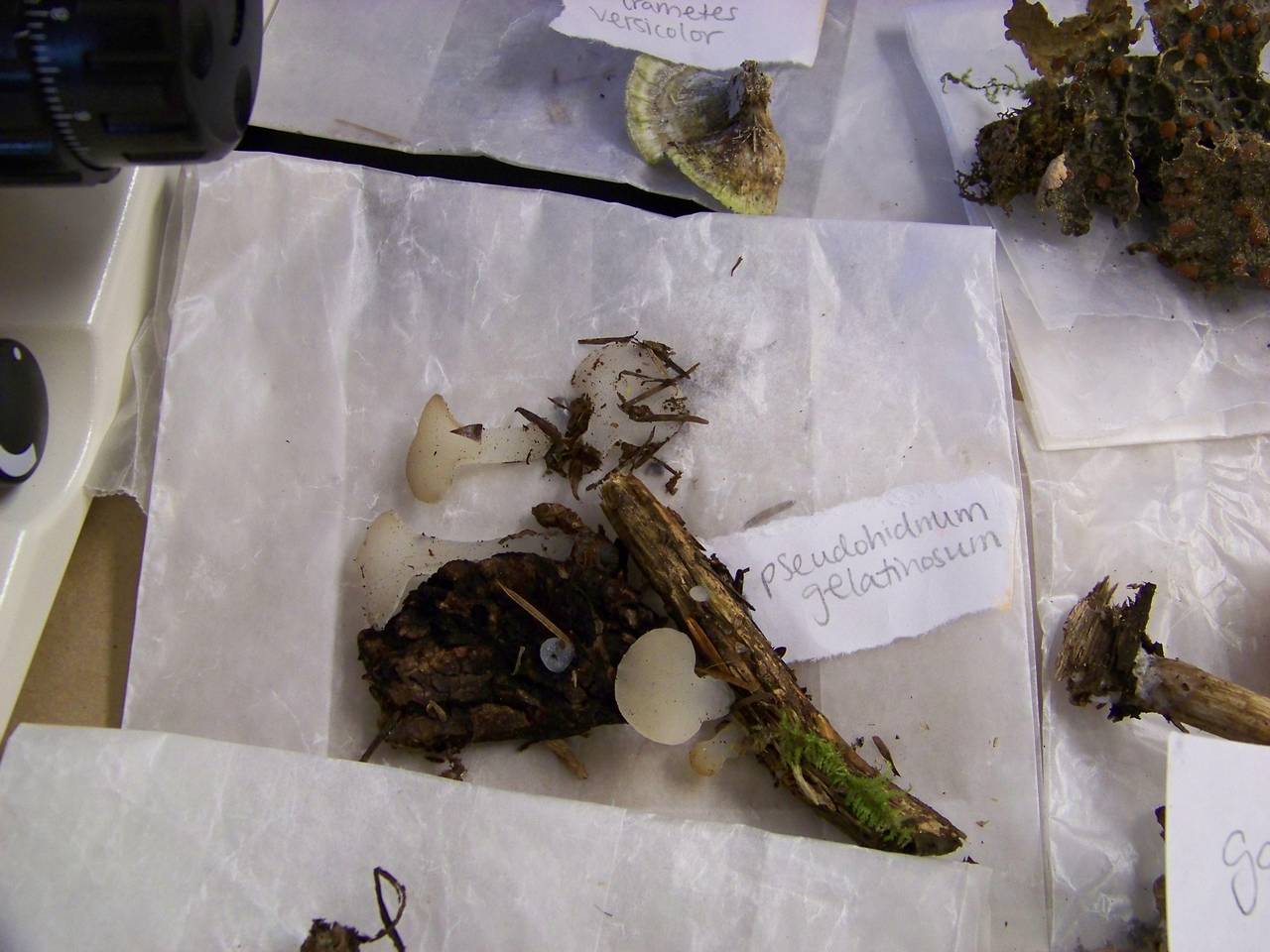 Observation mo-154512, Pseudohydnum gelatinosum