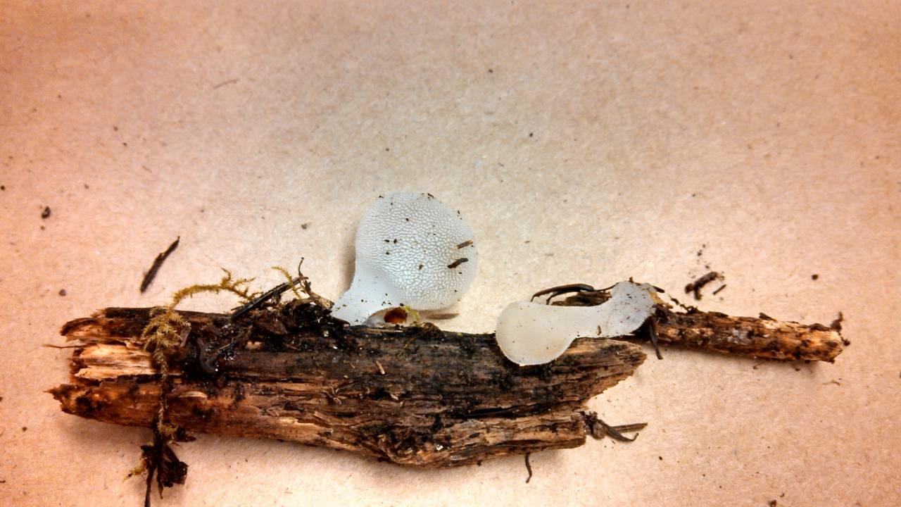 Observation mo-154582, Pseudohydnum gelatinosum