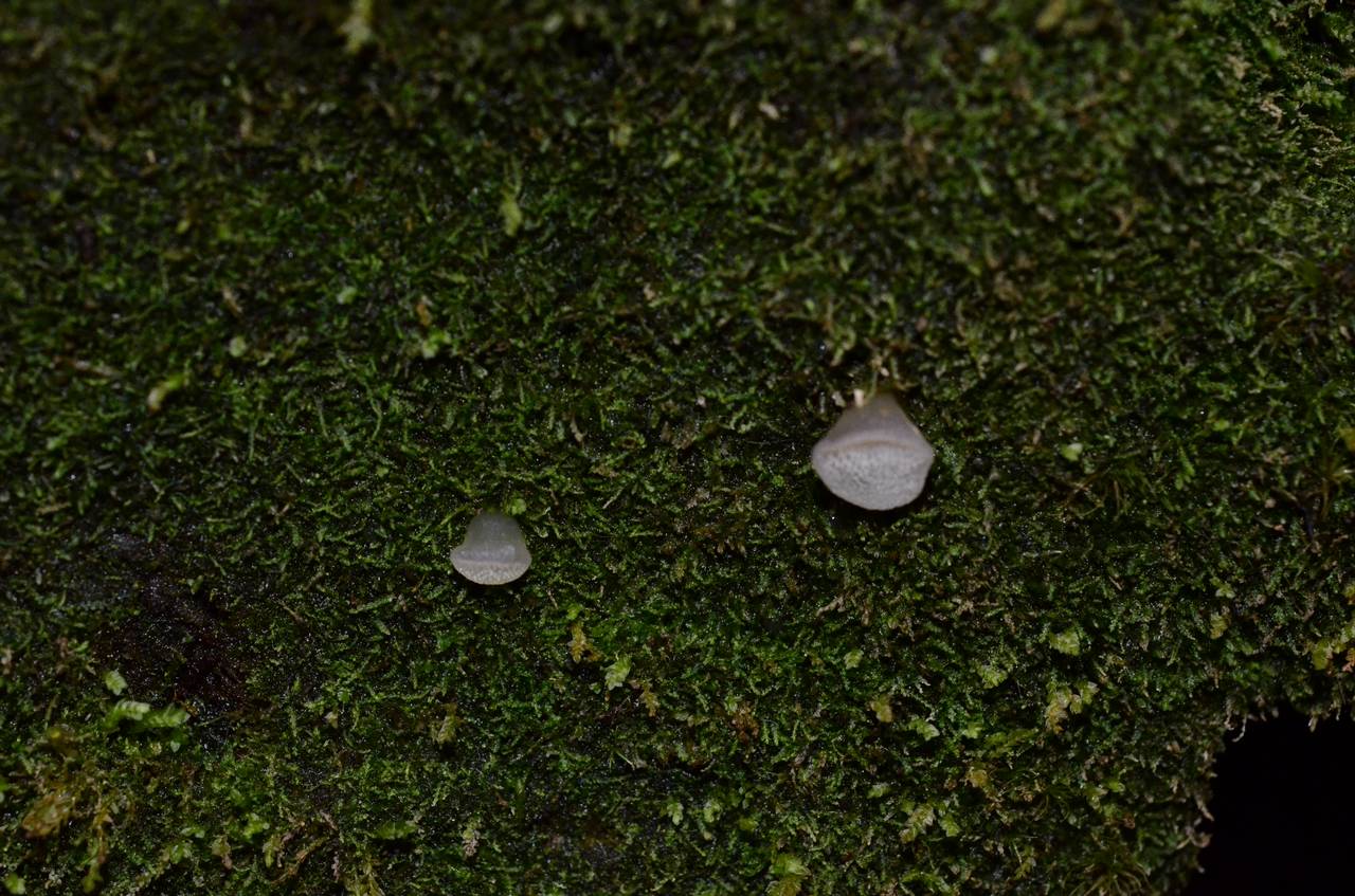 Observation mo-155600, Pseudohydnum gelatinosum