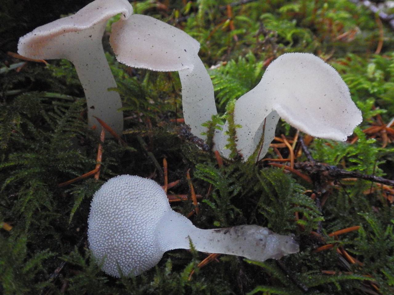Observation mo-155733, Pseudohydnum gelatinosum
