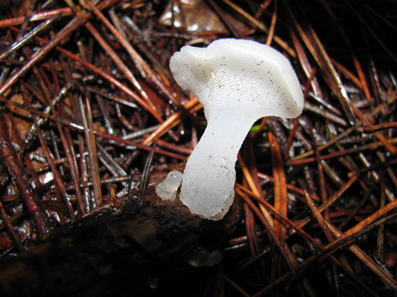Observation mo-15689, Pseudohydnum gelatinosum