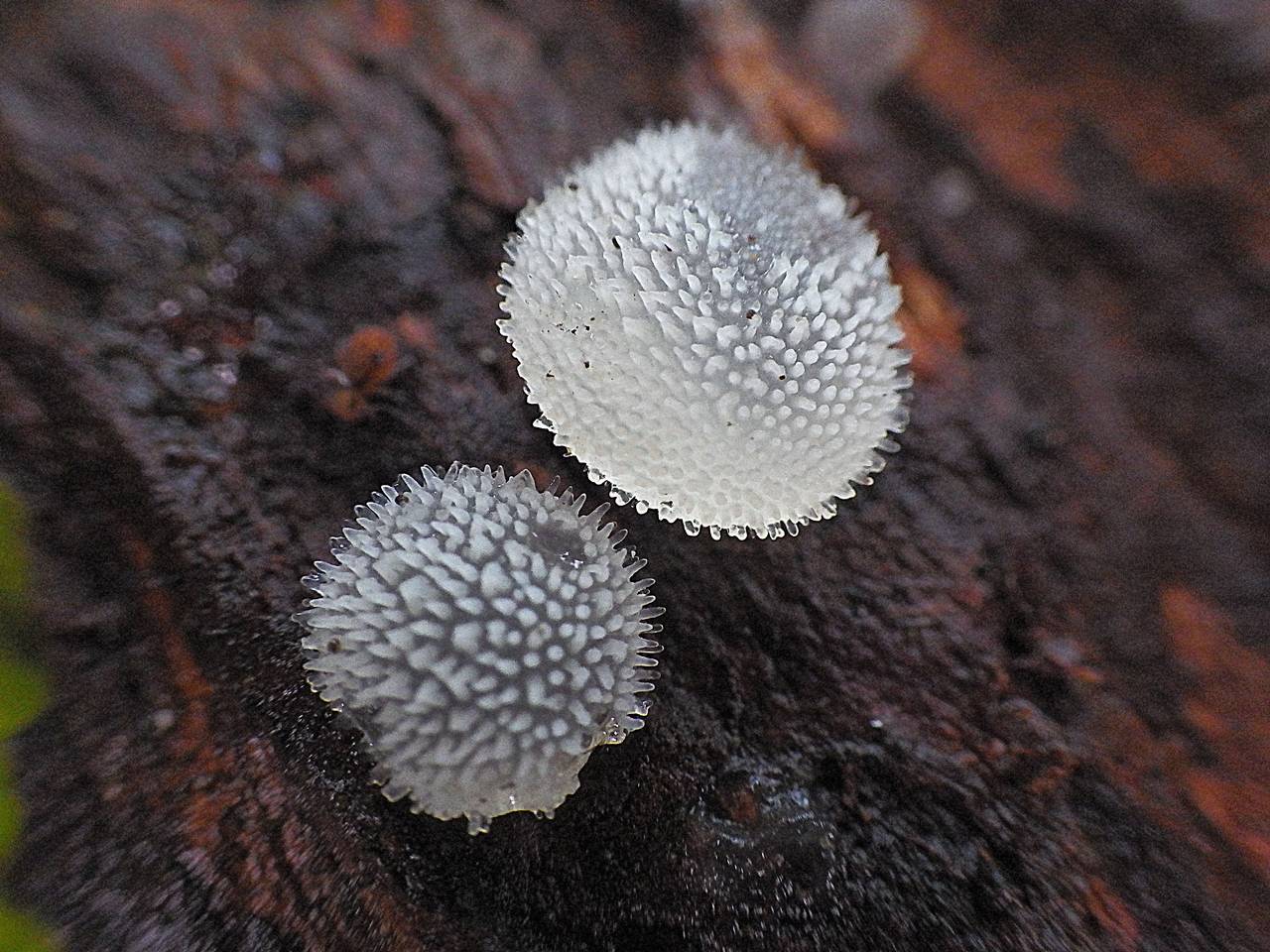 Observation mo-157058, Pseudohydnum gelatinosum