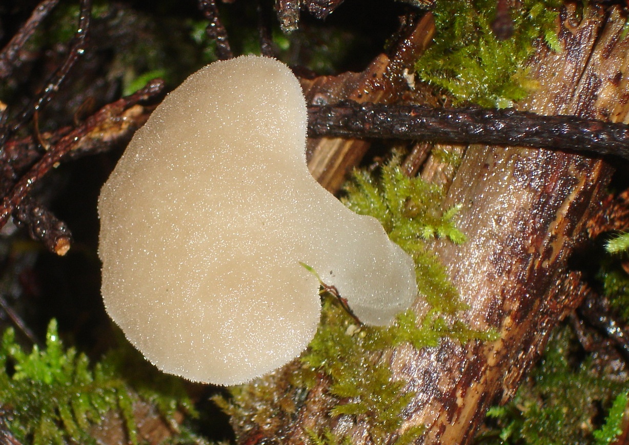 Observation mo-15778, Pseudohydnum gelatinosum