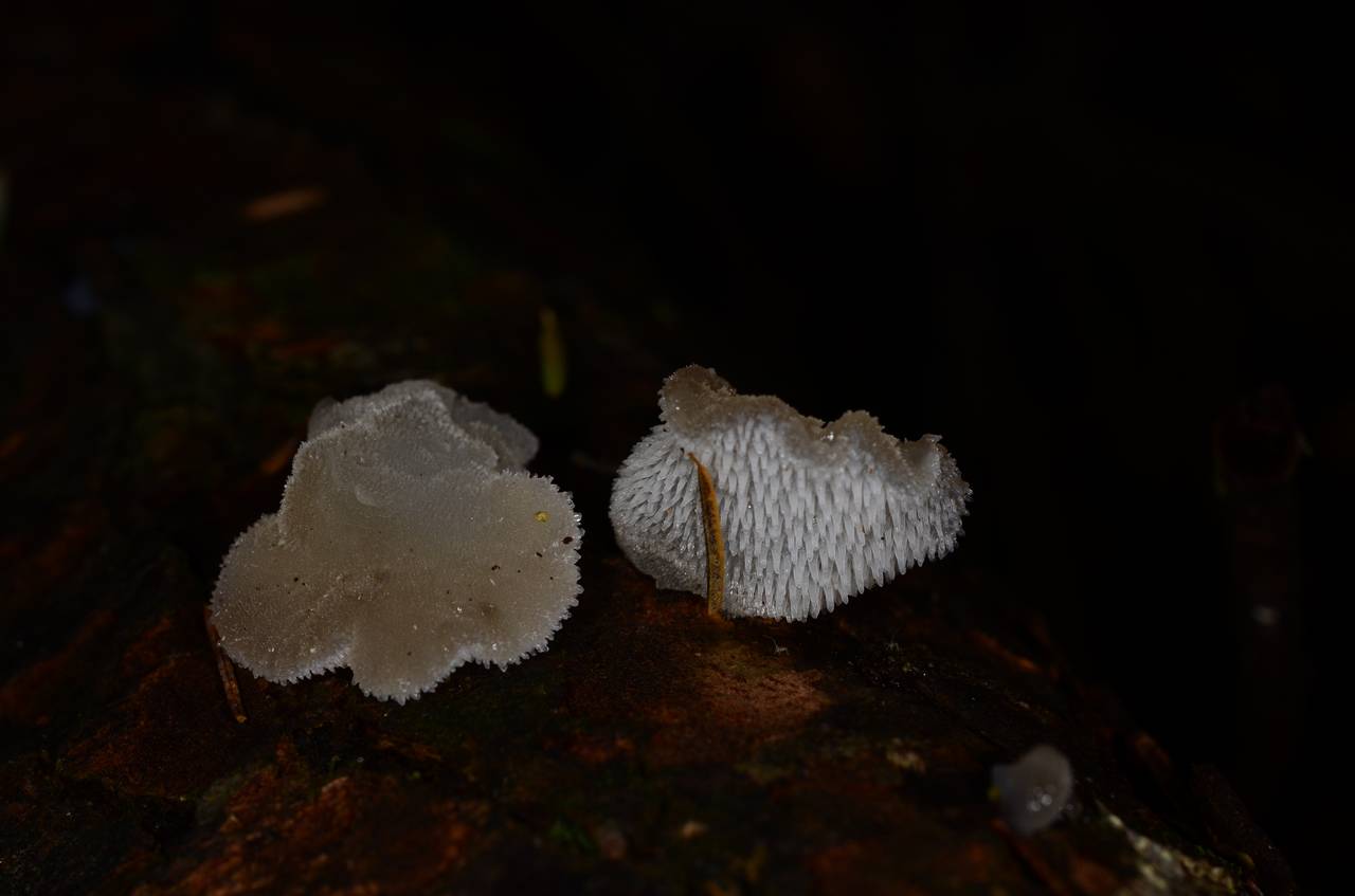 Observation mo-158161, Pseudohydnum gelatinosum