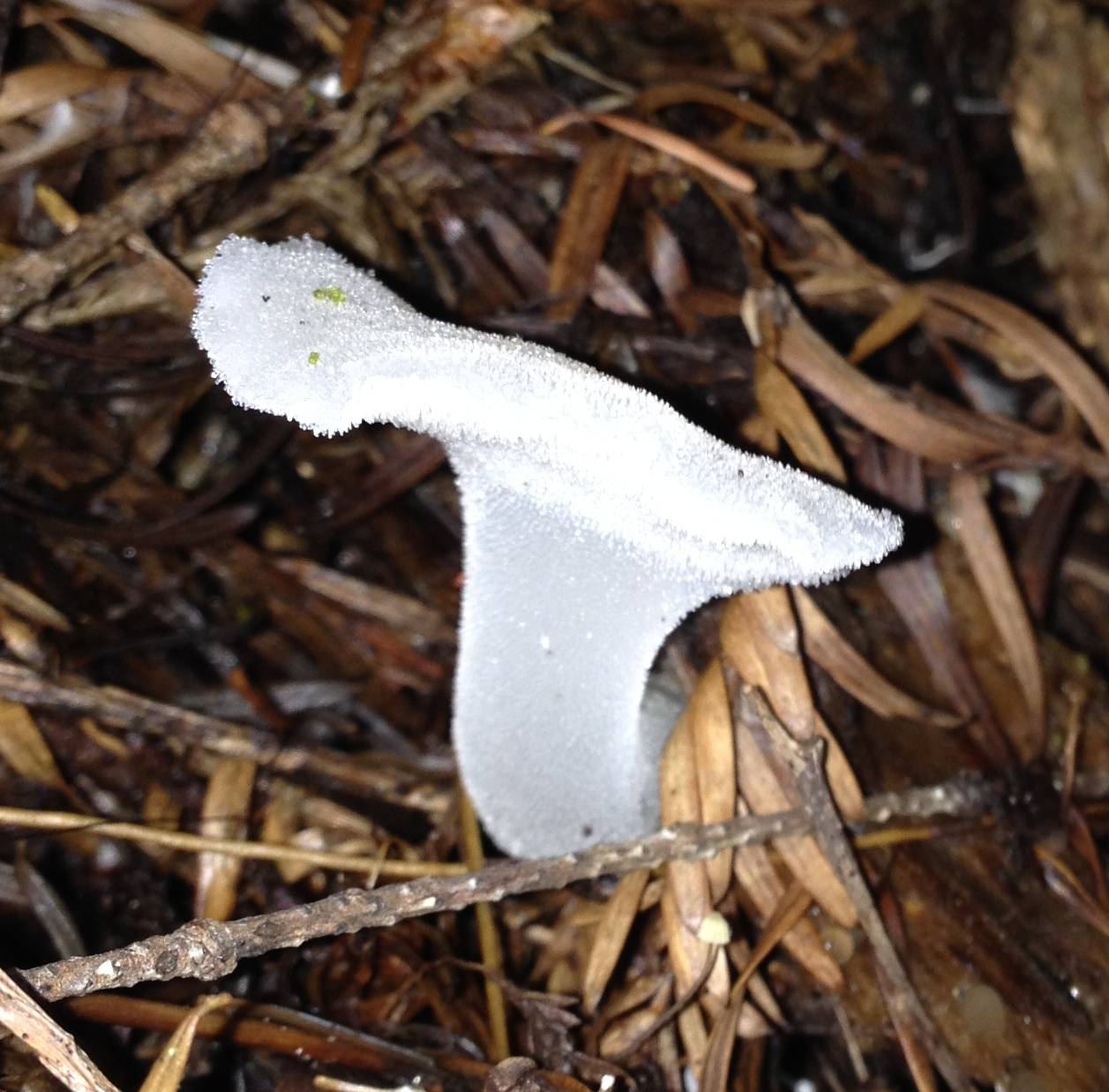 Observation mo-158642, Pseudohydnum gelatinosum