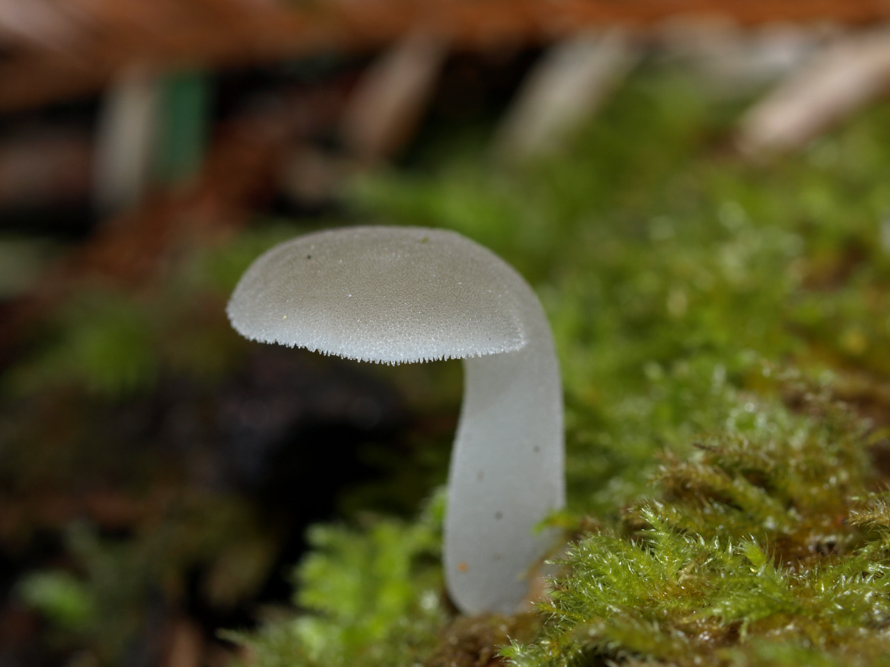 Observation mo-16058, Pseudohydnum gelatinosum