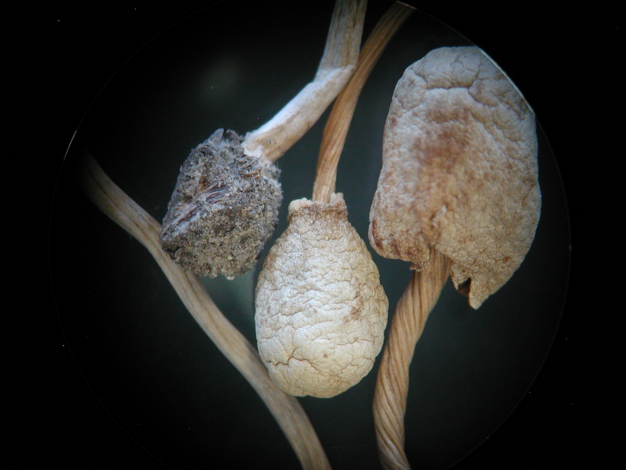 Observation mo-161213, Agrocybe besseyi