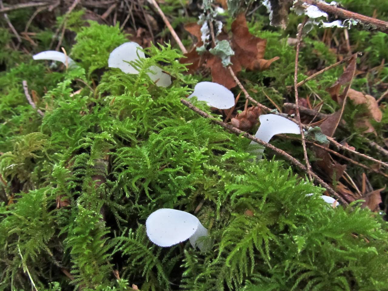 Observation mo-162073, Pseudohydnum gelatinosum