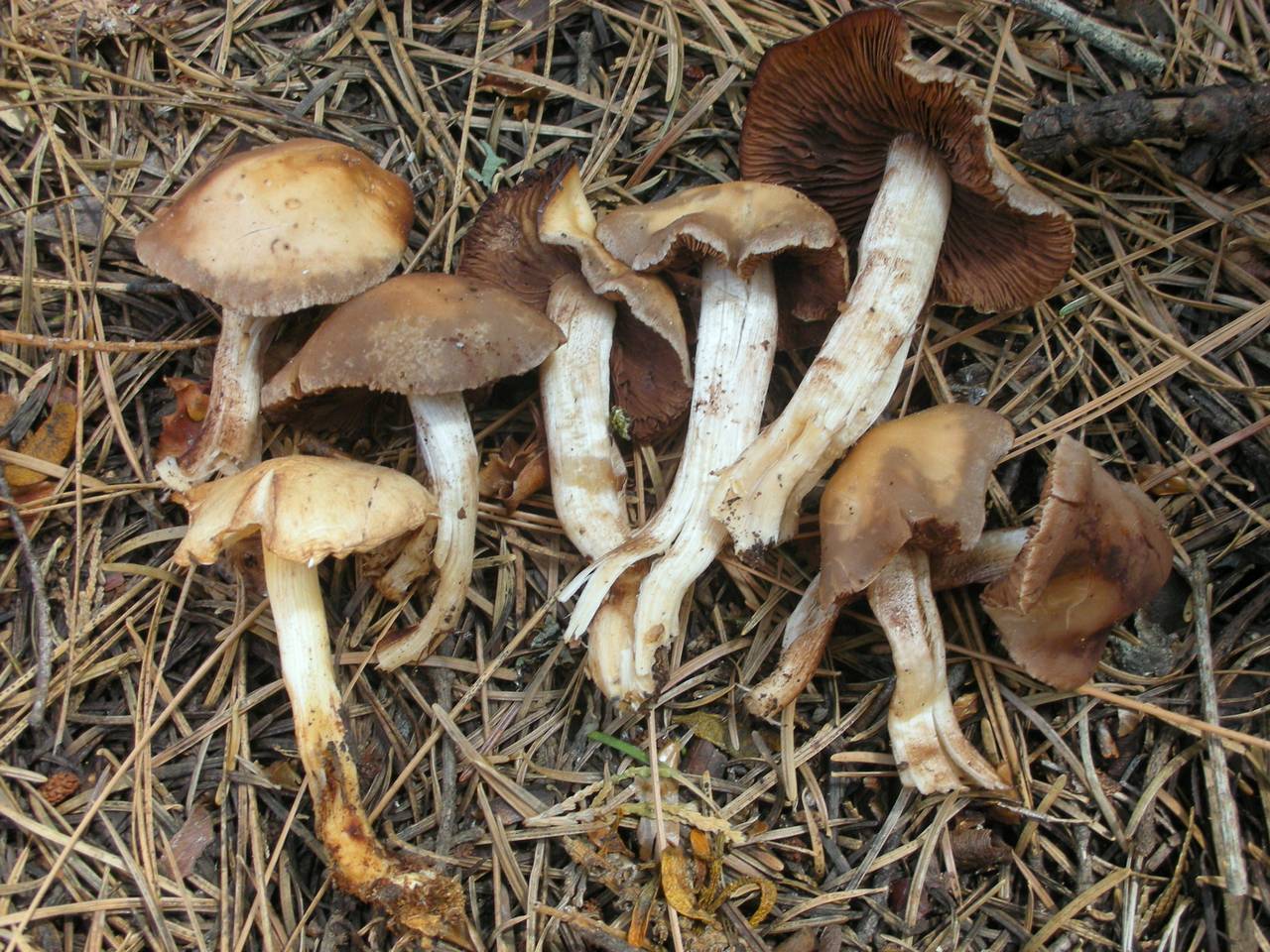 Observation mo-164671, Psathyrella spadicea
