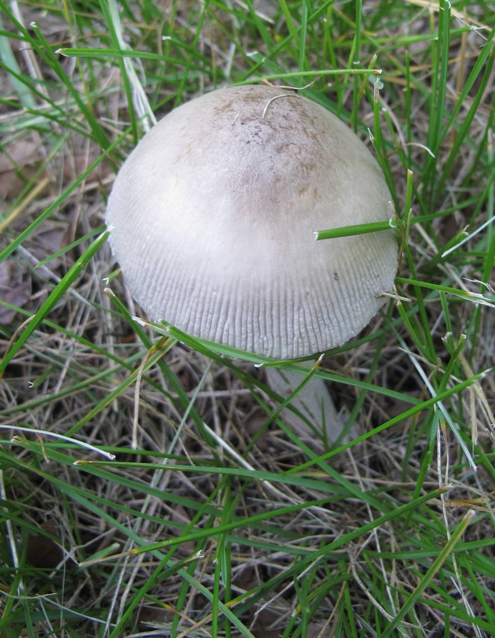 Observation mo-167196, Amanita waterlooensis