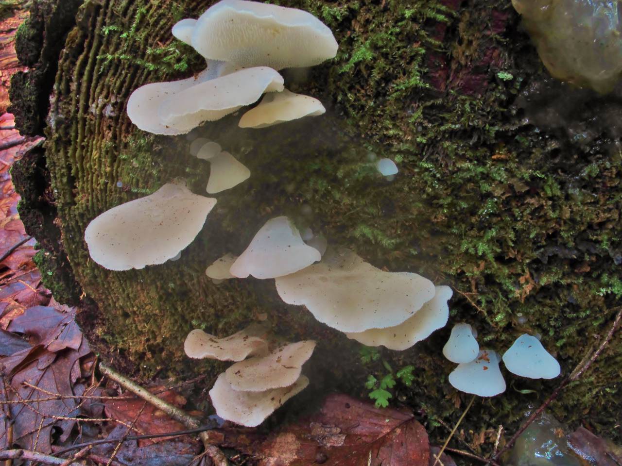 Observation mo-171509, Pseudohydnum gelatinosum
