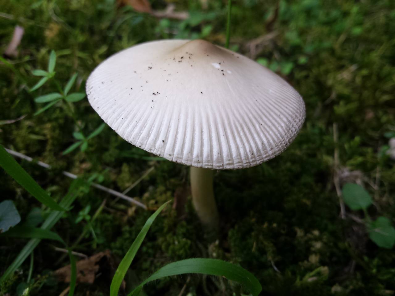 Observation mo-172698, Amanita sp. 'ITAL02'