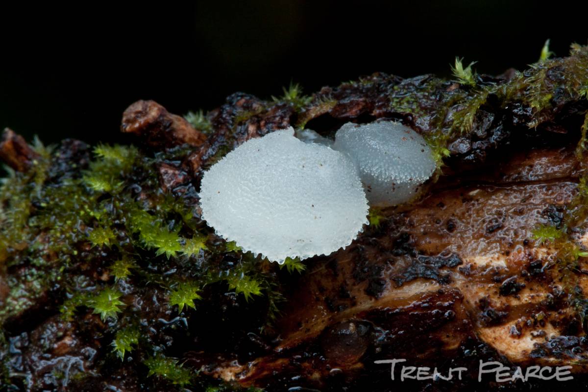 Observation mo-173895, Pseudohydnum gelatinosum