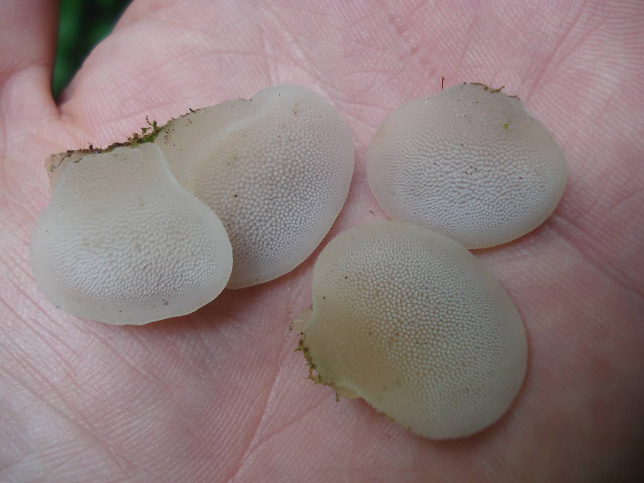 Observation mo-175038, Pseudohydnum gelatinosum