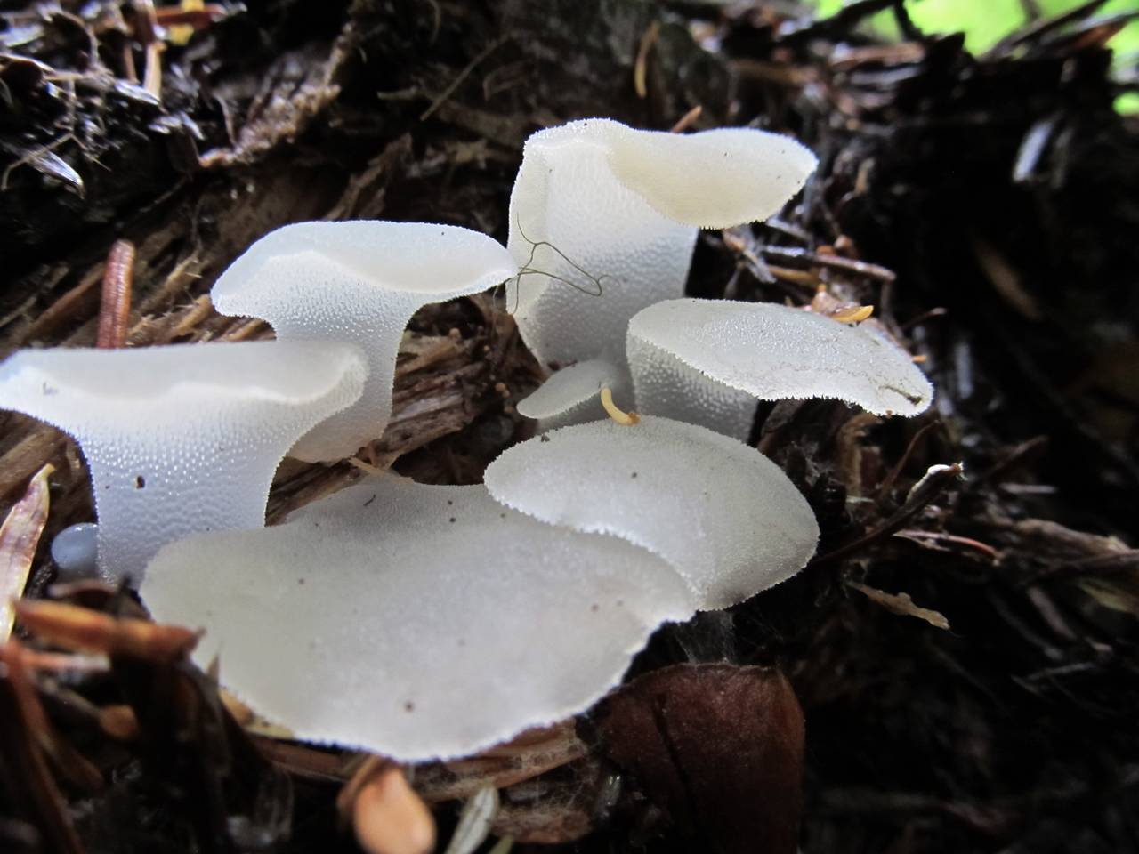 Observation mo-175117, Pseudohydnum gelatinosum