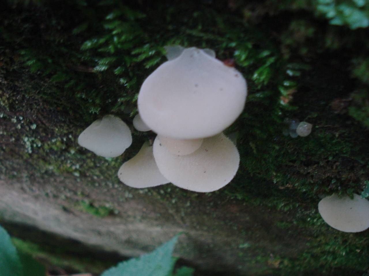 Observation mo-175383, Pseudohydnum gelatinosum
