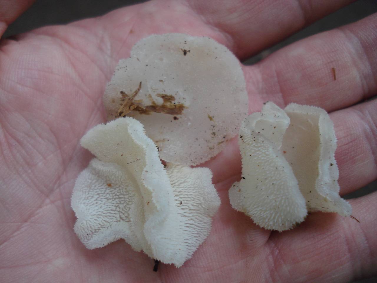 Observation mo-175384, Pseudohydnum gelatinosum