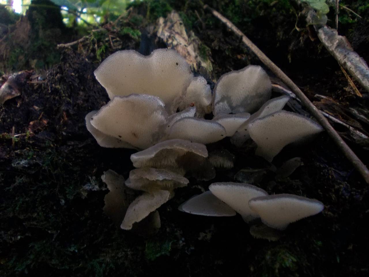 Observation mo-175733, Pseudohydnum gelatinosum