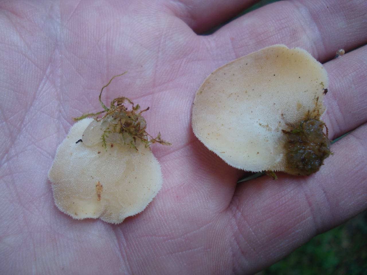 Observation mo-175822, Pseudohydnum gelatinosum