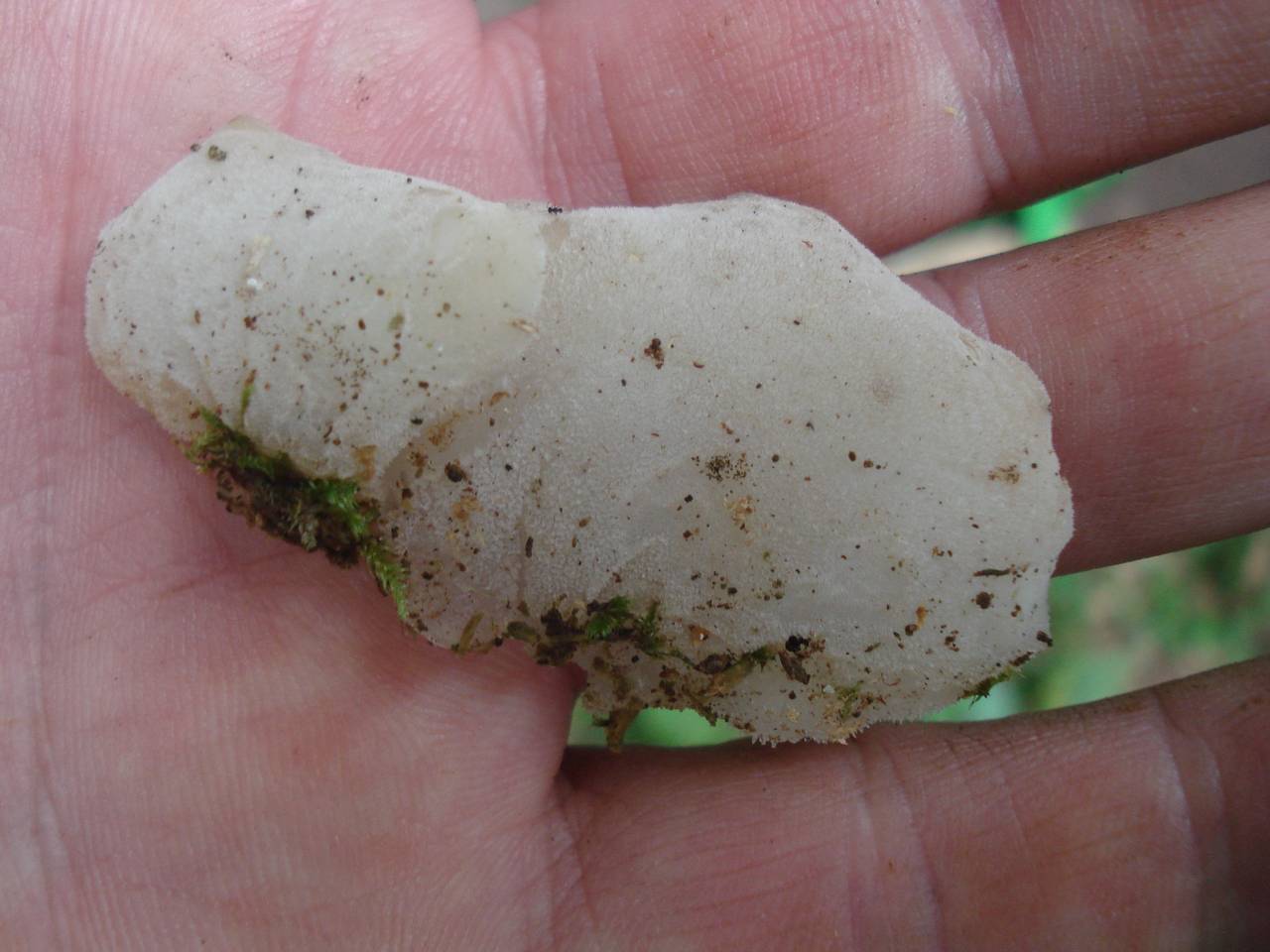 Observation mo-175824, Pseudohydnum gelatinosum