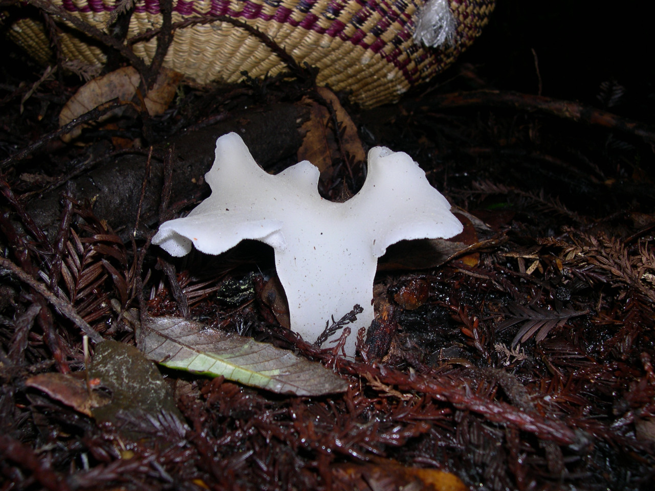 Observation mo-17603, Pseudohydnum gelatinosum