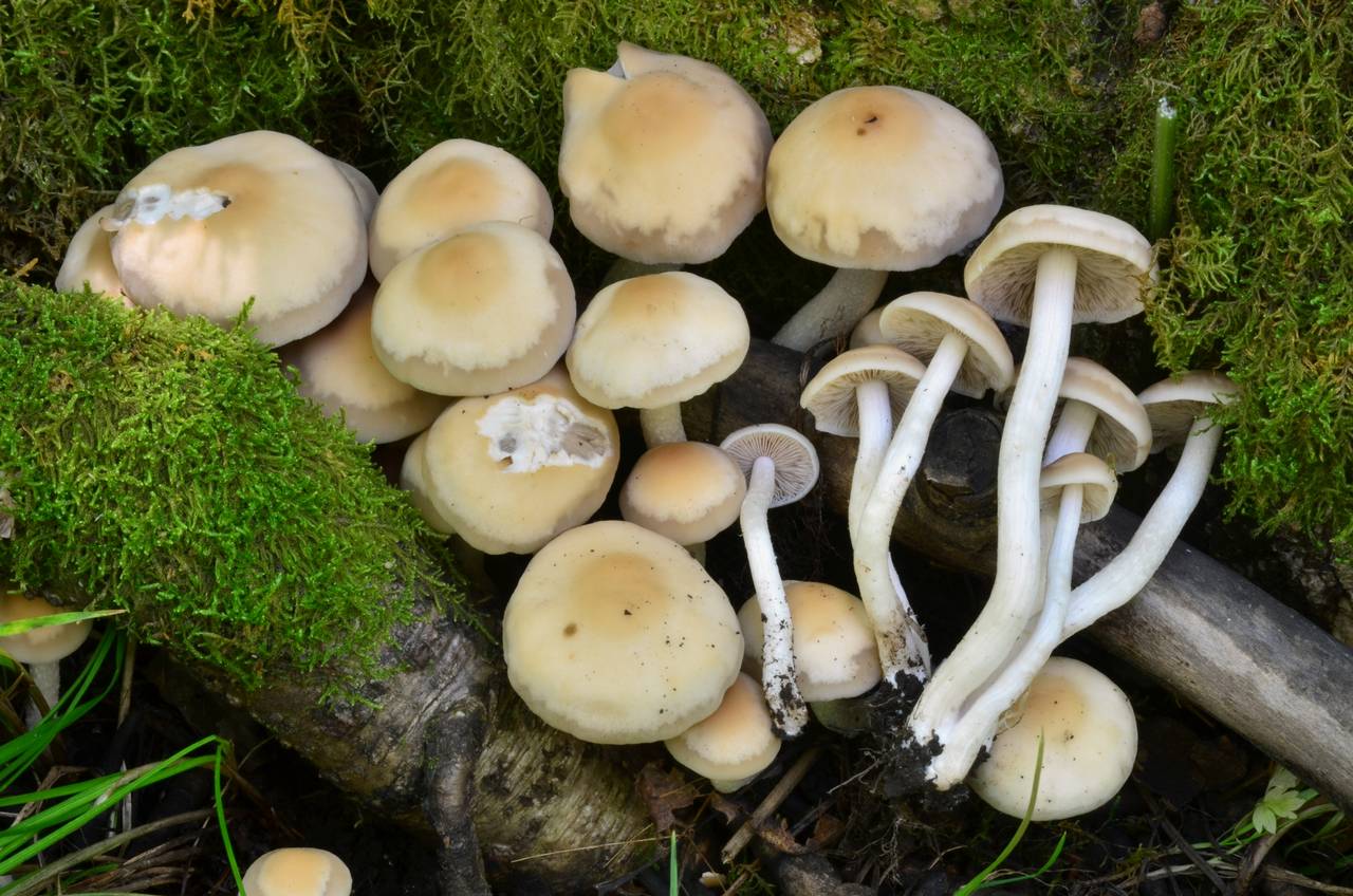 Observation mo-176368, Psathyrella spadicea
