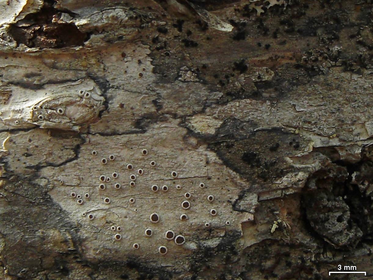 Observation mo-177537, Lecanora wisconsinensis