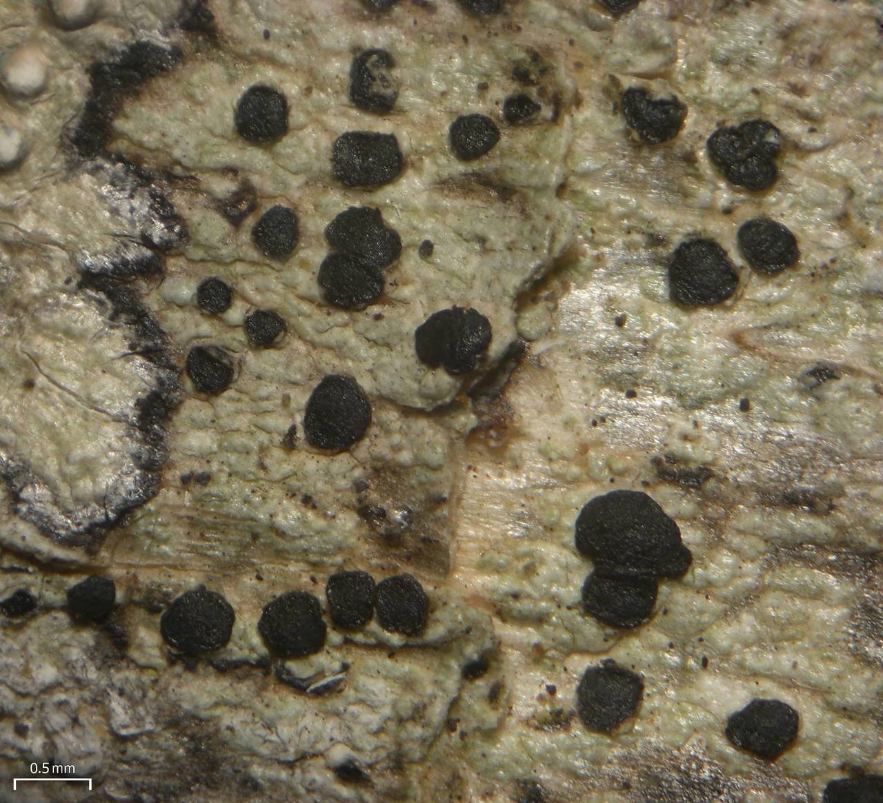 Observation mo-177540, Lecidea roseotincta