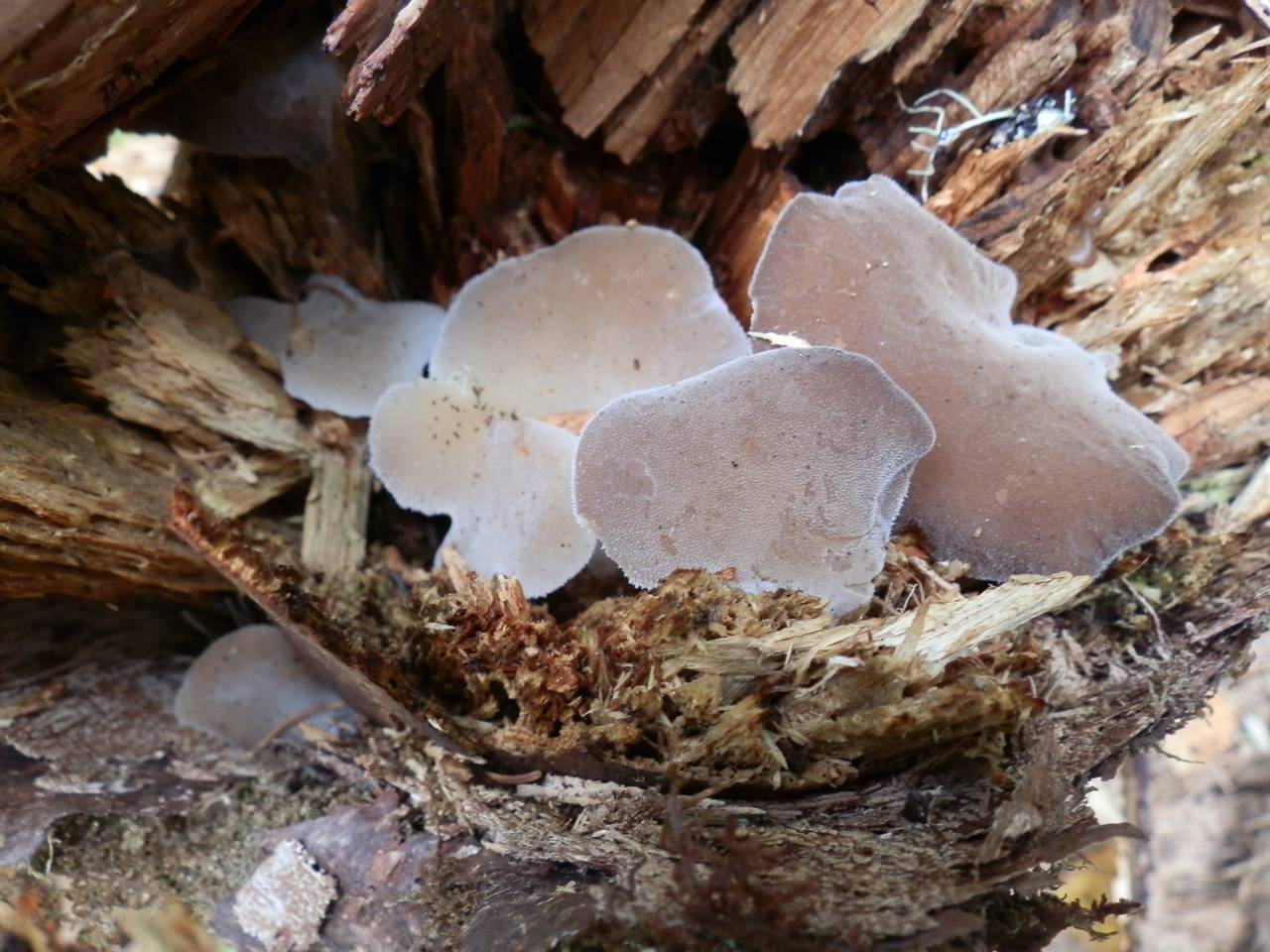 Observation mo-177877, Pseudohydnum gelatinosum