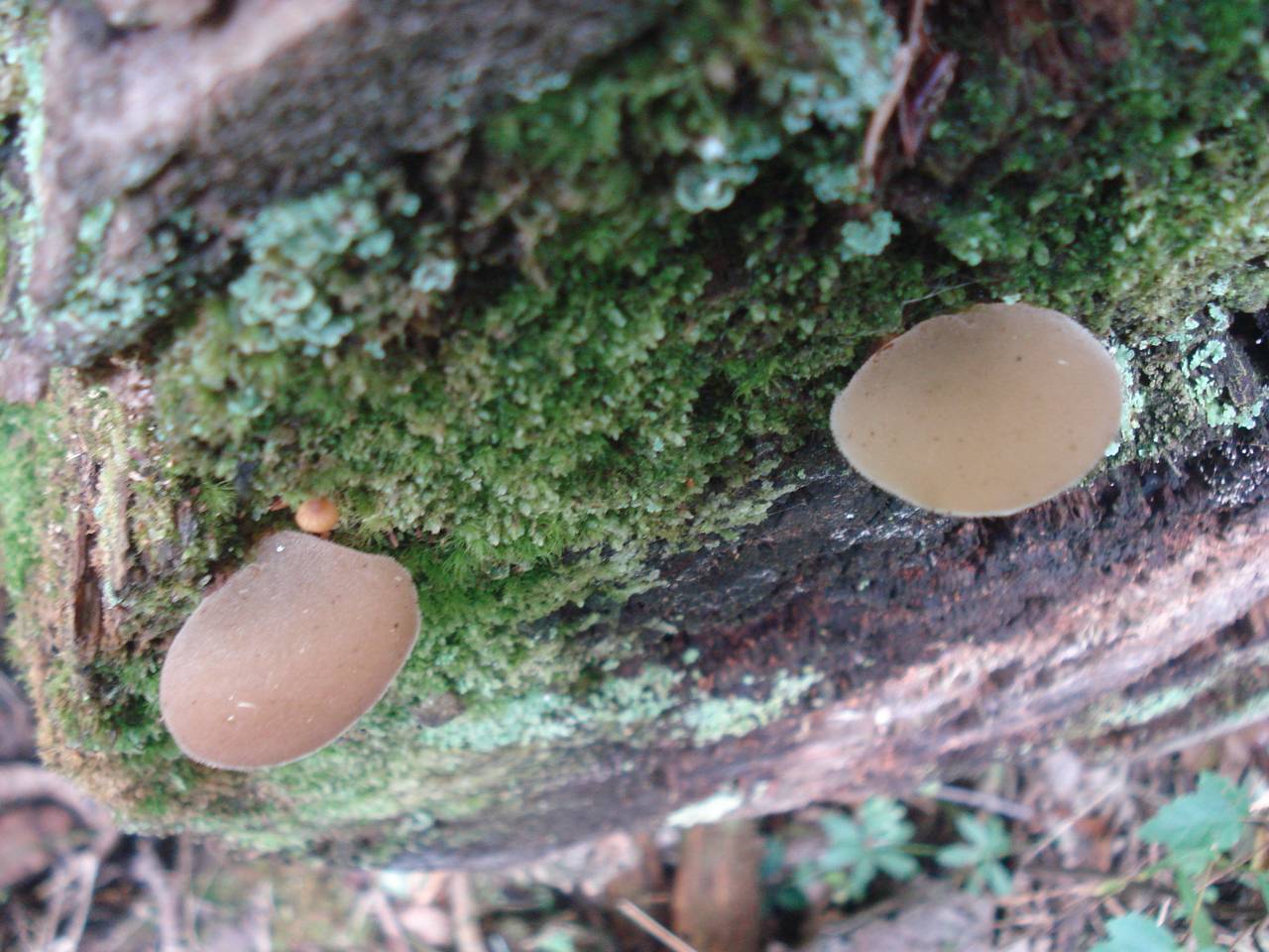Observation mo-179521, Pseudohydnum gelatinosum