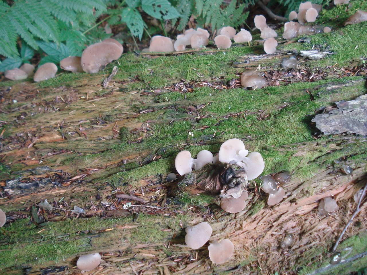 Observation mo-179523, Pseudohydnum gelatinosum