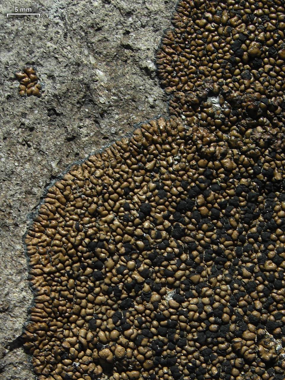 Observation mo-179821, Lecidea perlatolica
