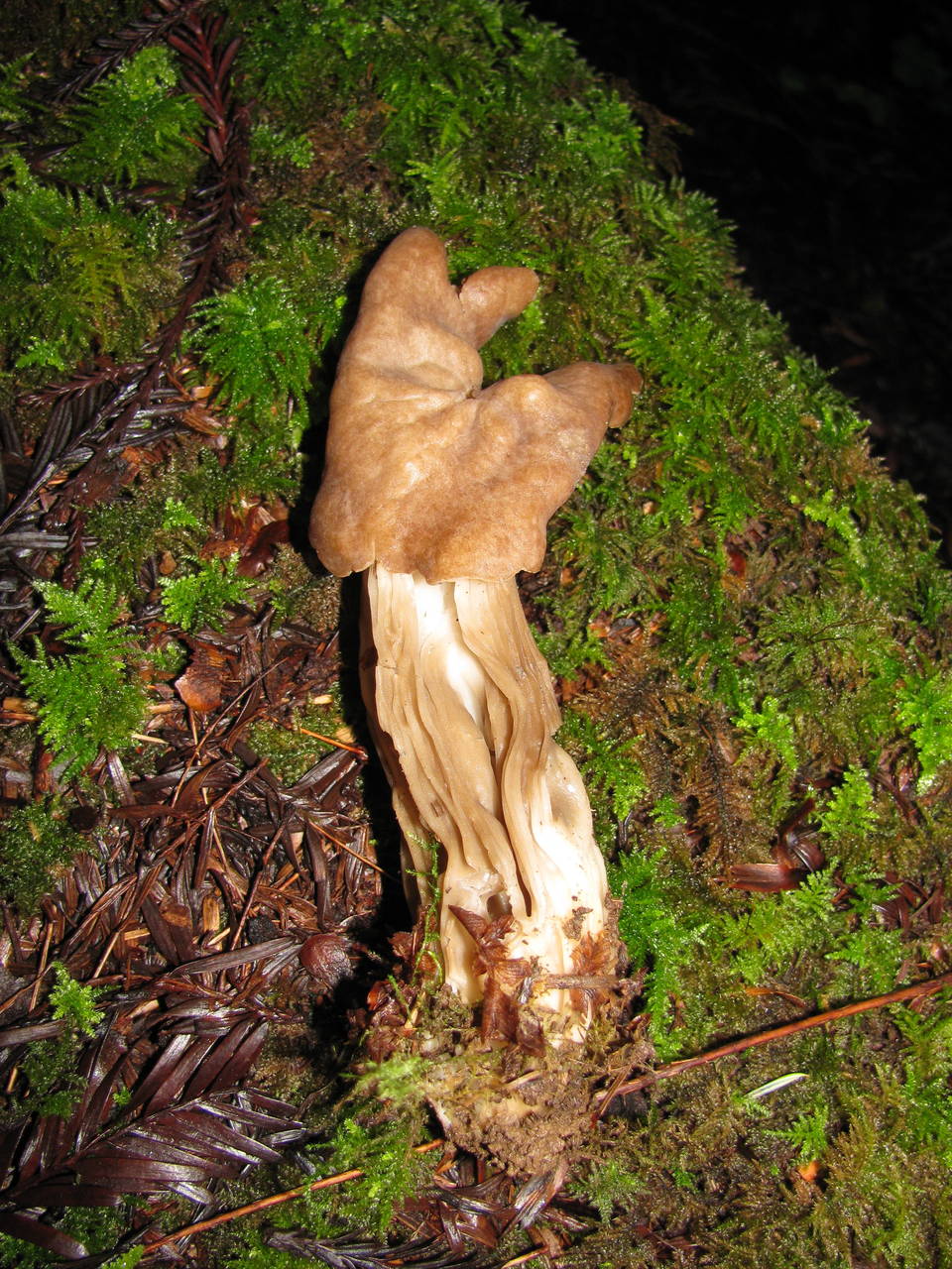 Observation mo-18085, Helvella maculata
