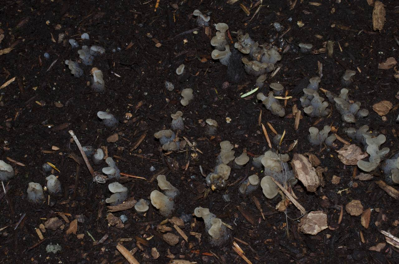 Observation mo-180878, Pseudohydnum gelatinosum