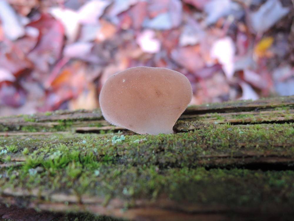 Observation mo-181198, Pseudohydnum gelatinosum