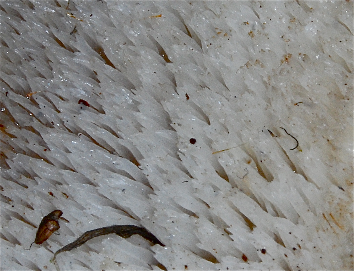 Observation mo-18227, Pseudohydnum gelatinosum
