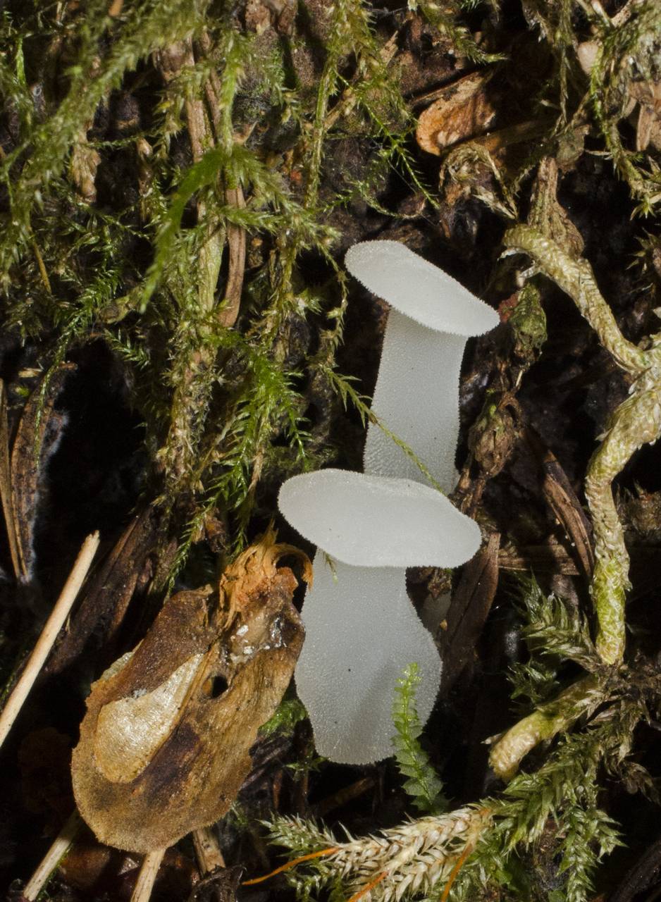 Observation mo-182674, Pseudohydnum gelatinosum