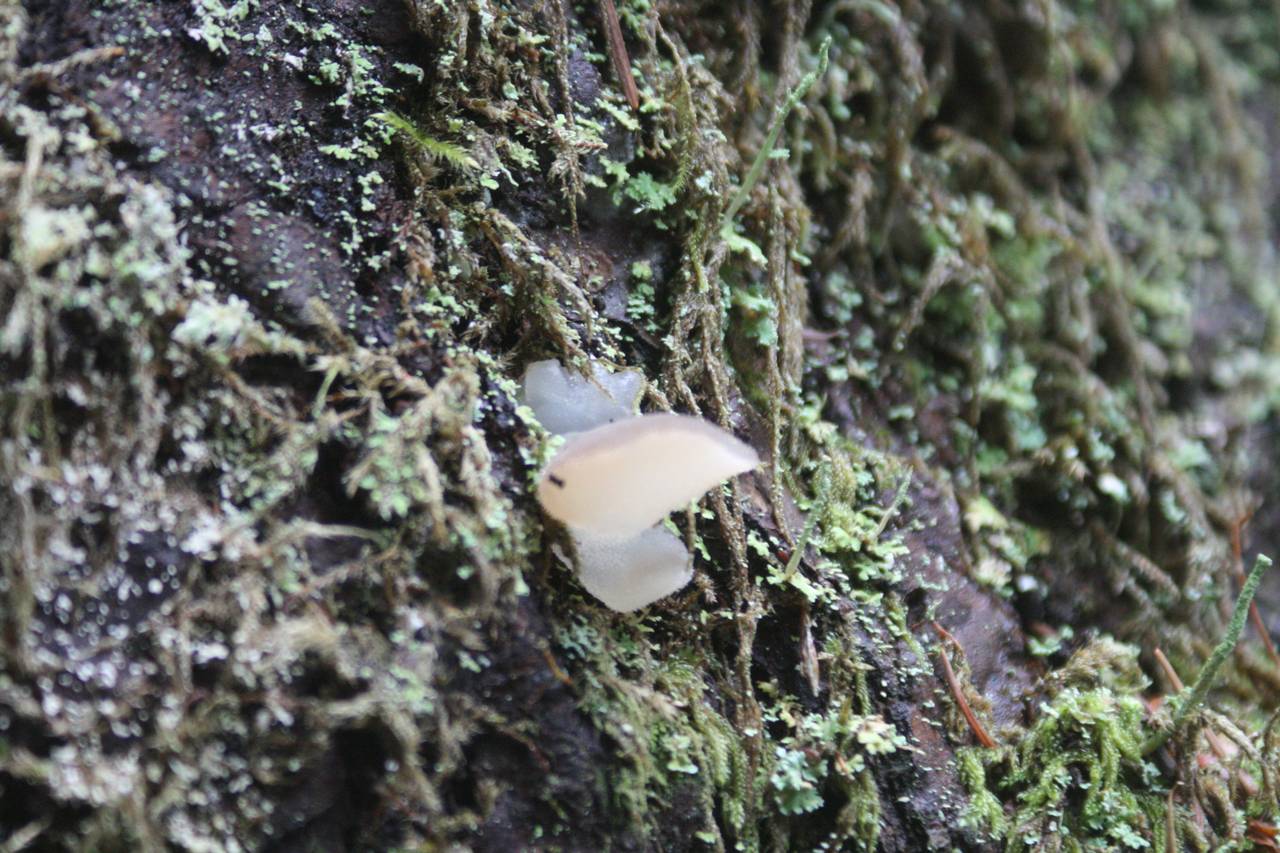 Observation mo-182727, Pseudohydnum gelatinosum