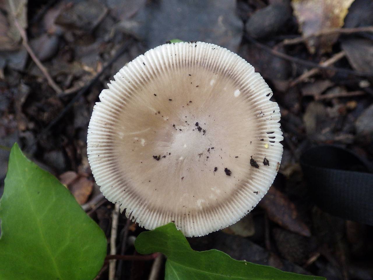 Observation mo-183376, Amanita sp. 'PORT04'
