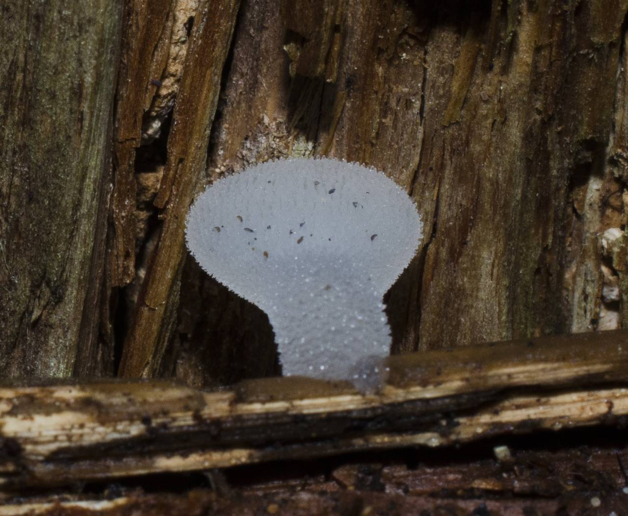 Observation mo-183546, Pseudohydnum gelatinosum