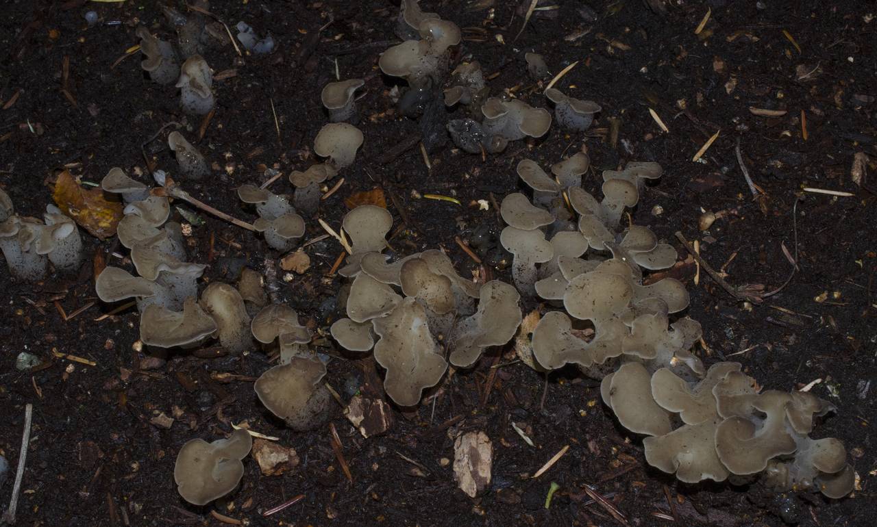 Observation mo-185001, Pseudohydnum gelatinosum